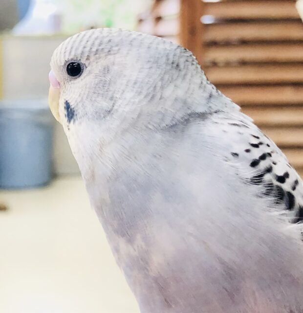 実は人気カラー？　セキセイインコ　R５　６／１４撮影