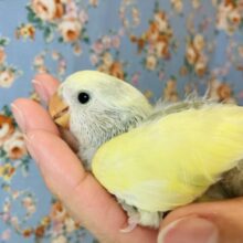 イチオシパイド🪶✨手乗りコザクラインコ(モーブパイド)