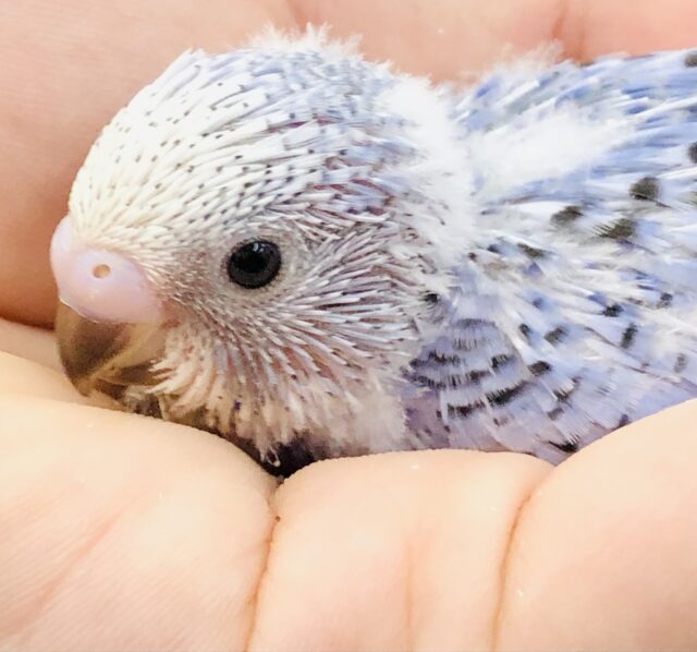 濃いめカラーはお好きですか？　セキセイインコ　オパーリン　Ｒ５　６／２８撮影