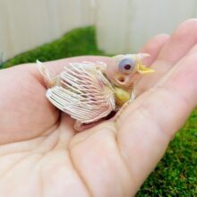 レアカラー🤍白のおまめちゃん！！　十姉妹