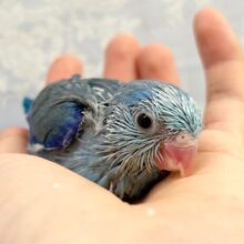 青いぞ💙マメルリハ (ブルー系) 2023年5月生まれ