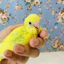 個性的な爽やかカラー🌻✨手乗りセキセイインコ(ライトグリーン)