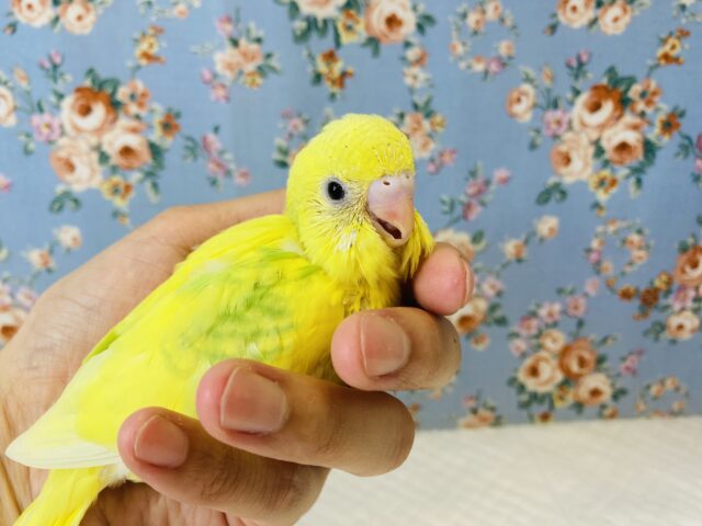 個性的な爽やかカラー🌻✨手乗りセキセイインコ(ライトグリーン)