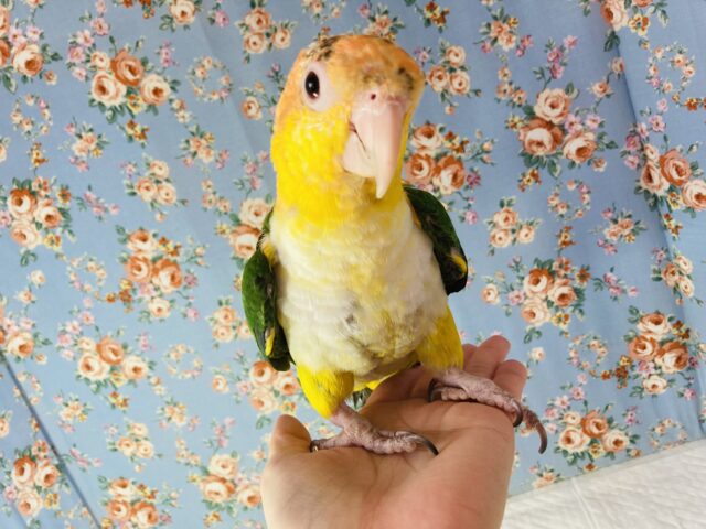 最新画像🌟全力で愛を伝えるよ🏵人が大好き❤︎手乗りシロハラインコさん🪶✨