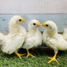 最新画像あります☆3羽でくっついていて可愛らしい！！カツラチャボのヒヨコ！