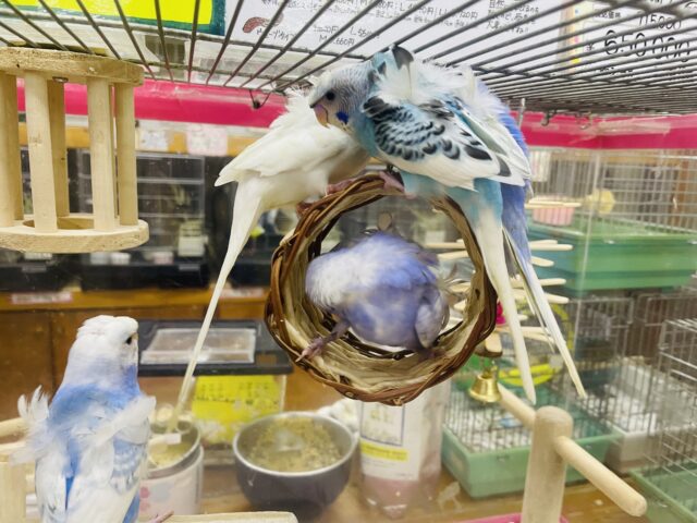 新松戸店限定⭐️ふわふわ天使の羽衣ちゃんフェア開催中⭐️