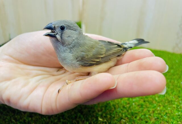 最新画像になりますよ！！今日も元気いっぱいにニーニー❣️ キンカ鳥　ノーマル