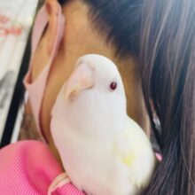 最新画像🌟綺麗なイエローが出てきたよ❤︎手乗りコザクラインコ(ターコイズグリーンイノ)男のコです🌟