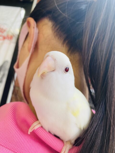 最新画像🌟綺麗なイエローが出てきたよ❤︎手乗りコザクラインコ(ターコイズグリーンイノ)男のコです🌟