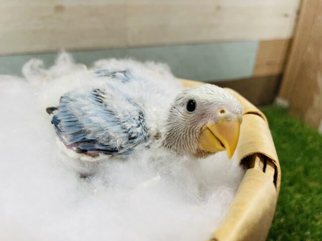 明るいブルーが可愛らしい！！コザクラインコのバイオレットオパーリン！