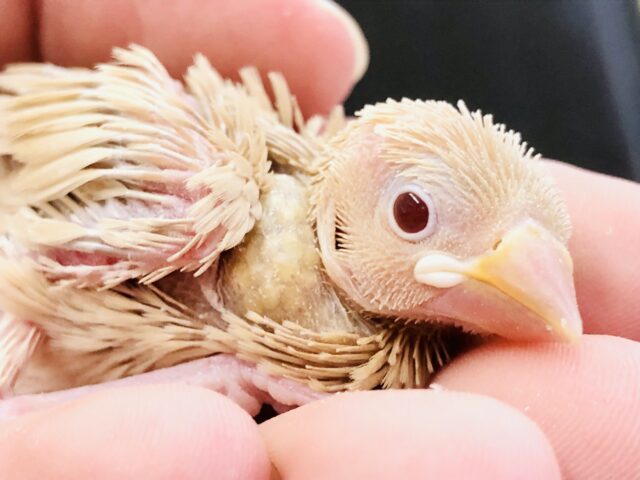 ちょっと久しぶり？　シナモン文鳥　Ｒ５　６／７撮影