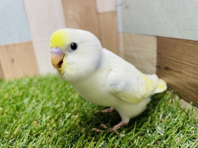 最新画像あります☆模様が少なめでとっても人気なコ！セキセイインコのパステルレインボーパイド！