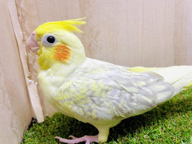 最新画像になりますよ⭐️ドキドキ鼓動高鳴ってますか〜？　はやるオモイは加速する！　オカメインコ　シナモンパール