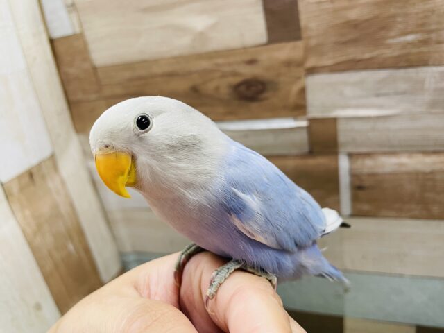 最新画像あります☆ヒナ餌卒業‼️キメ顔ばっちりなキュートなヒナさん！コザクラインコのバイオレットオパーリン！