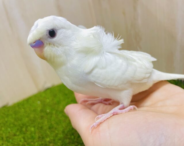 1人餌✨「王道マッシュで虜にするんだ❣️」美形✨羽衣ちゃん！　羽衣セキセイインコ　ダブルファクター