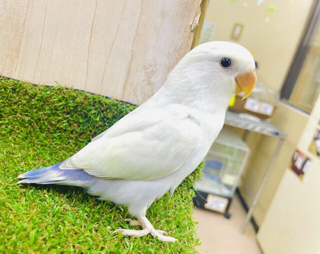 さし餌2回！最新画像になりますよ！個人的イチオシカラー✨メロメロコザたんなんです！　コザクラインコ　パリッドバイオレット