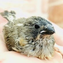 キンカヒナですよ　キンカチョウ　Ｒ５　６／７撮影