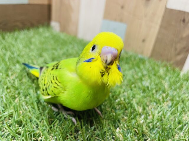 最新画像あります☆ポーズを決めてくれる可愛いヒナさん！セキセイインコのオパーリン！