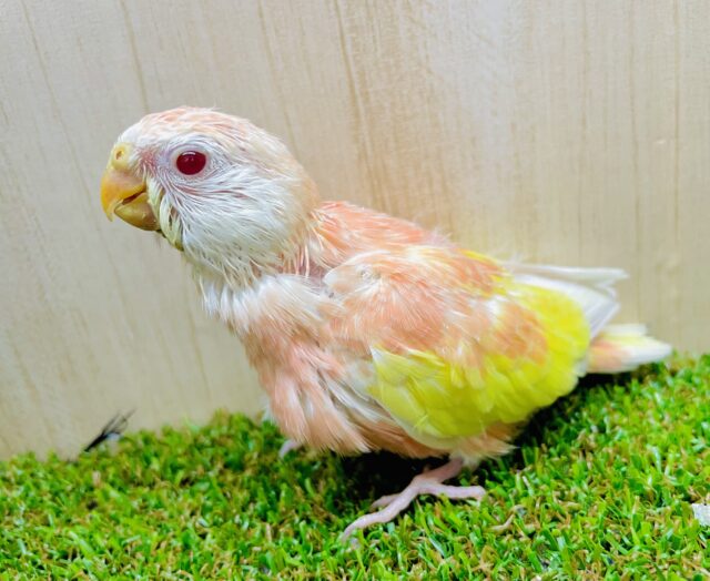 最新画像になりますよ💓レアカラー✨　炎がメラリ❤️‍🔥アキクサインコ！　アキクサインコ　ルビノー
