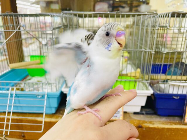 新松戸店⭐️メロメロにさせ隊⭐️最新画像になりますよ⭐️今日はどこ行く〜？絶好の旅日和ね♪ セキセイインコ　ハルクイン