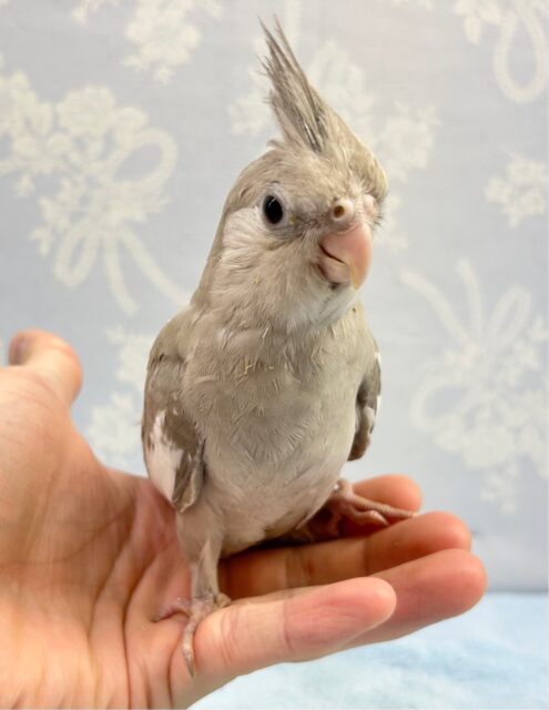 シナモン🤍オカメインコ(ホワイトフェイスシナモン) 2023年6月生まれ