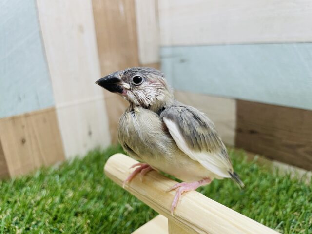 最新画像あります☆外側の羽が白く成長の楽しみなコ！桜文鳥！！