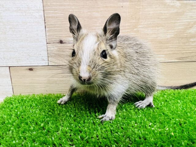 綺麗なライン♪パイドデグーの女の子♡