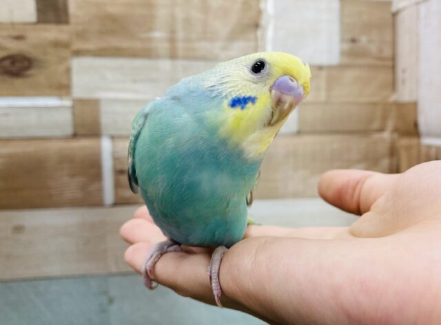 最新画像あります☆明るいグリーンの人気なコ！！セキセイインコのパステルカラーレインボー！