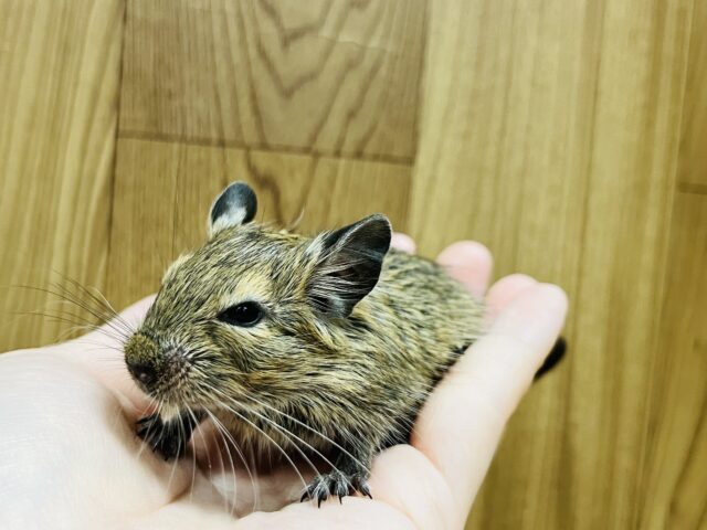 手のひらでウトウト。。。デグー(ノーマル)女の子