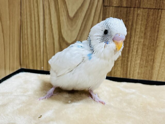 あざとさなら負けません♡セキセイインコ(パイド) ヒナ