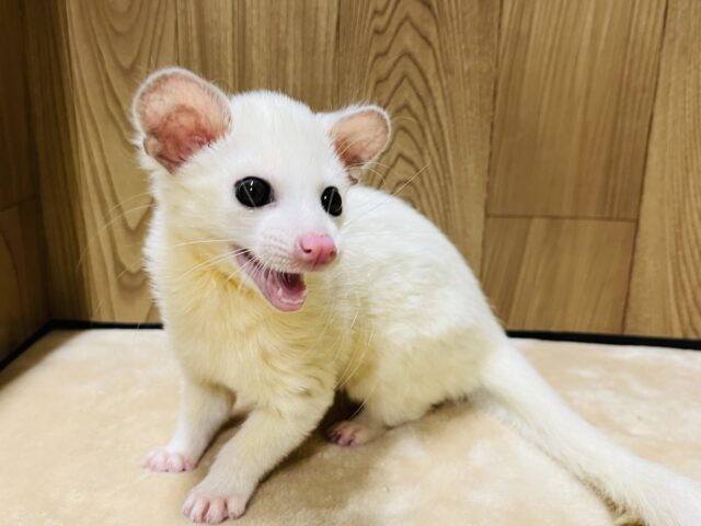 【お散歩デビューしました🐾】クリクリおめめでメロメロ♡パームシベット(リューシスティック) 男の子
