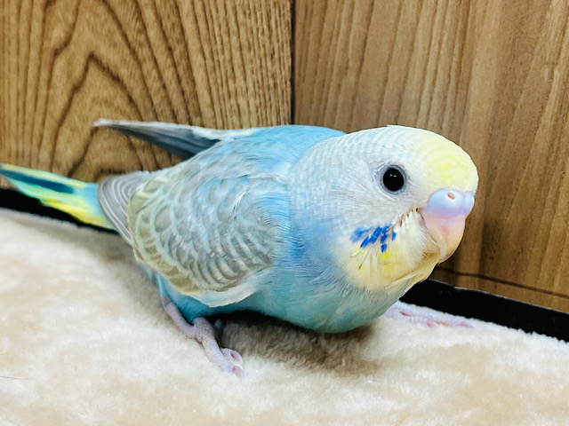 【最新画像更新🪄】食べて寝て大きくなってね！！セキセイインコ(レインボー) ヒナ