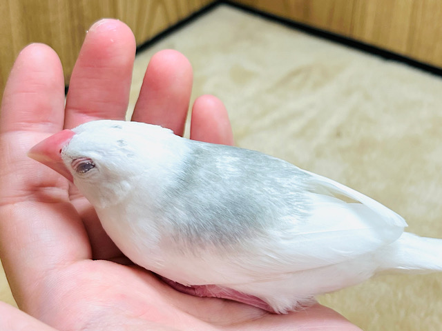 【最新画像更新🪄ひとり餌・カゴデビュー！】無表情の中に魅力がたっぷり♡白文鳥 ヒナ