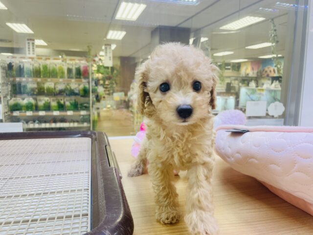 ちょっぴりビビりな激かわトイプードルちゃん！