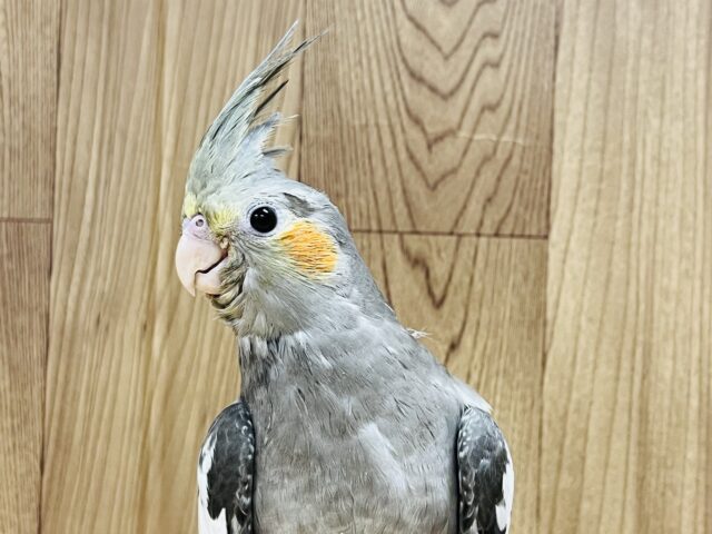 【最新画像更新🪄】ベビーフェイスが可愛い♡オカメインコ(ノーマル) ヒナ