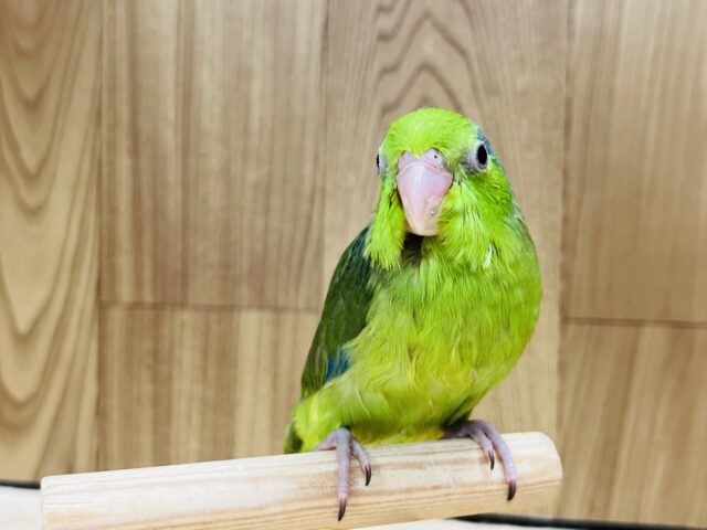 【最新画像更新🪄】おっきくなるぞ！ちびっこマメちゃん！！マメルリハ(グリーン) 男の子