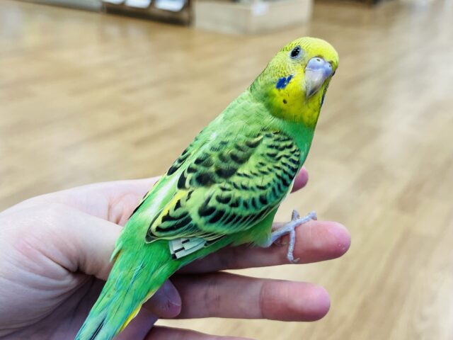 【最新画像更新🪄1人餌になりました☆】手にスッポリ収まる　満足顔のセキセイインコ　オパーリン～～