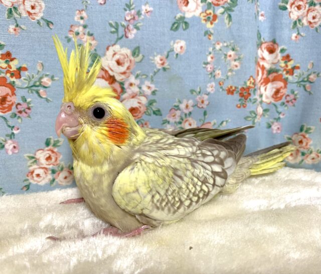 オカメインコ シナモンパール 🧸🤎＋°｡