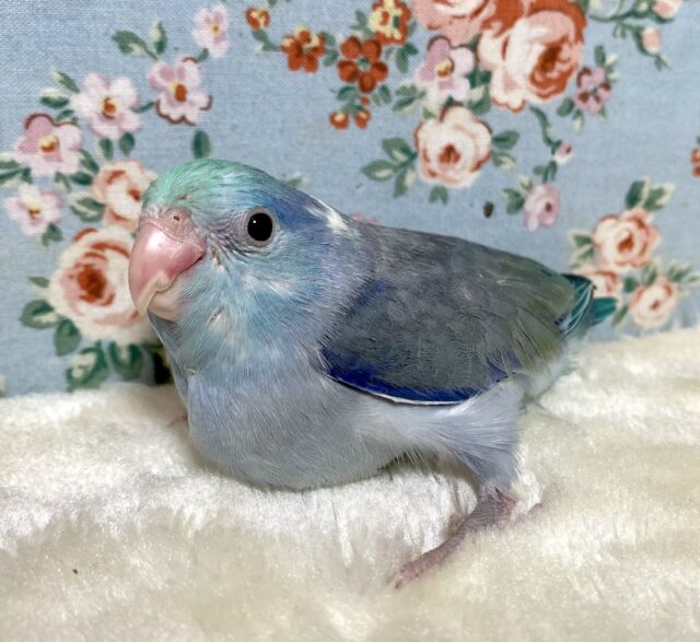 マメルリハ　ターコイズコバルトパイド　男の子　💠🌿･:*+