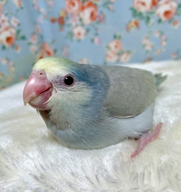 マメルリハ　ターコイズコバルトファロー　女の子　💠🌹