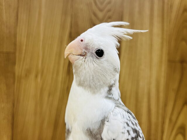 【最新画像更新🪄】白×グレーがかっこいい！！オカメインコ(WFパールパイド) ヒナ