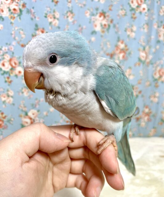 オキナインコ ブルーパリッド 💠🤍°.*･｡