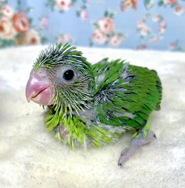 マメルリハ ノーマルグリーン 女の子 🌿.*･ﾟ