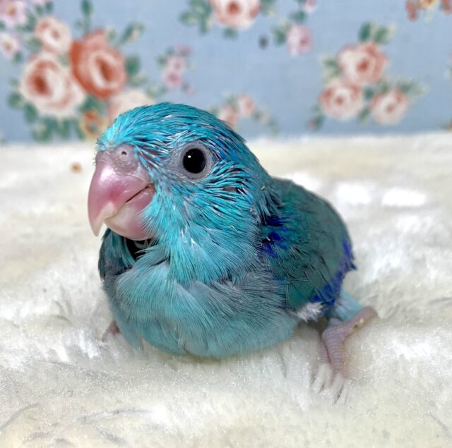 マメルリハ ブルー系 男の子 💎💙.☆.｡.:*