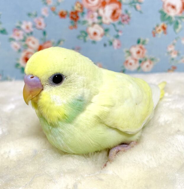 セキセイインコ クリーム×エメラルド .🍨🍌🍏.｡.:*・°