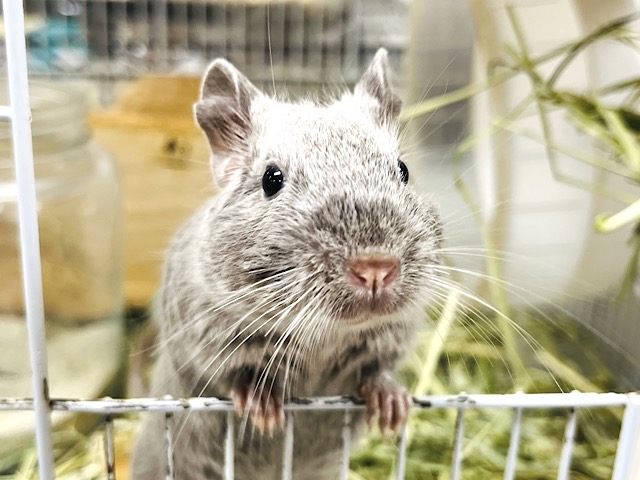 【最新画像更新🪄】やさしいお顔♡ゆったりおっとりさん♪デグー(シルバー)男の子