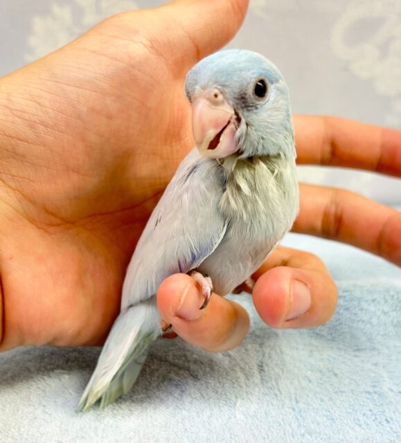 美しい🤍マメルリハ (アメリカンホワイト) 2023年5月生まれ