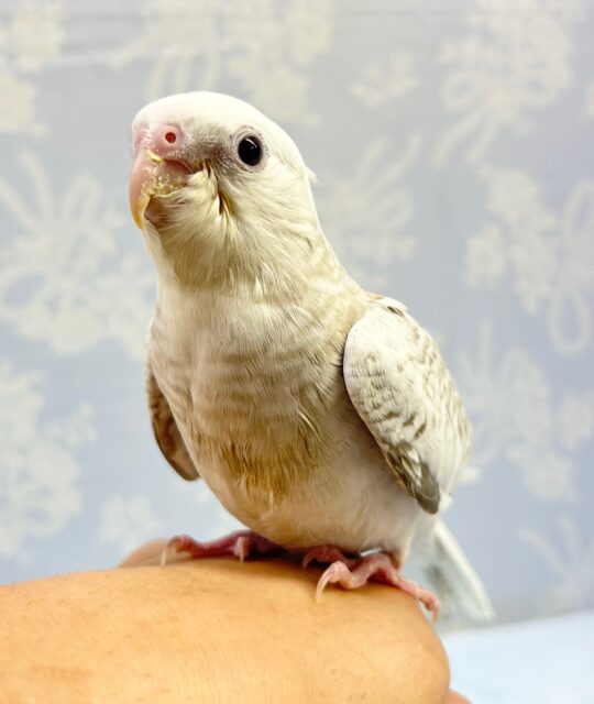 人気！オカメインコ(ホワイトフェイスシナモンパールパイド) 2023年6月生まれ