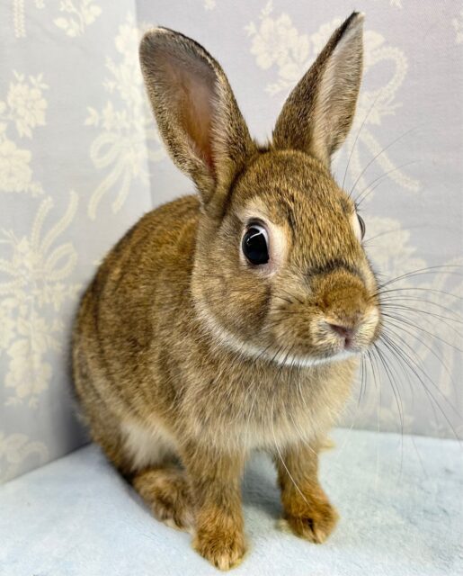 続‼️チェスナットフェア  ネザーランドドワーフ 男の子 2023年5月生まれ