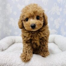 元気いっぱい！トイプードルの男の子！